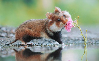 Cuộc sống hưởng thụ của 15 chú chuột hamster sống ở ngoài thế giới tự nhiên