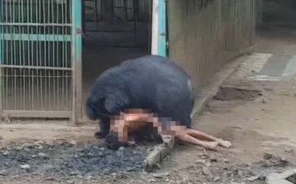 Thái Lan: Du khách sống sót đầy kỳ tích sau khi bị một con gấu lôi vào trong chuồng