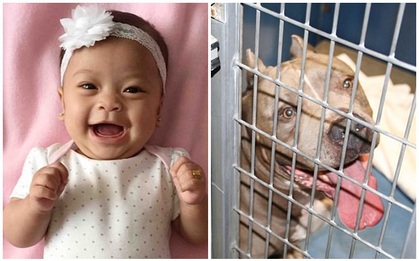 Bé gái 6 tháng tuổi bị chó Pit Bull gắn bó suốt 9 năm của gia đình cắn chết