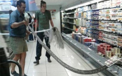 Chui vào tủ lạnh ngủ cho mát, trăn khổng lồ đóng băng để ngủ đông luôn