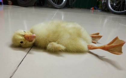 Mua trứng ngỗng lộn về quên không luộc, cô gái tự dưng có thêm con boss lầy lội