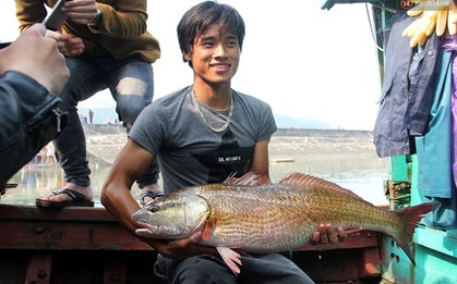 Nghệ An: Bắt được cá màu vàng óng nghi sủ vàng quý hiếm nặng hơn 8kg