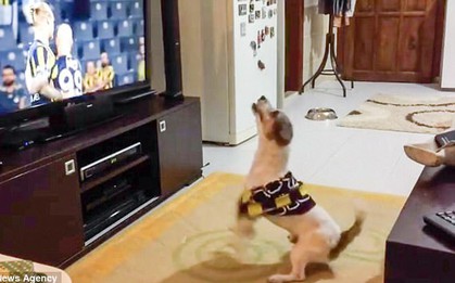 Đội bóng yêu thích ghi bàn thắng, chú chó nhảy nhót điên cuồng như fan chính hiệu