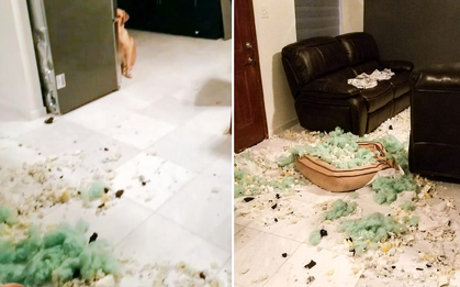 Cắn nát đệm, chú chó nấp sau cửa giả bộ ngây thơ vô số tội