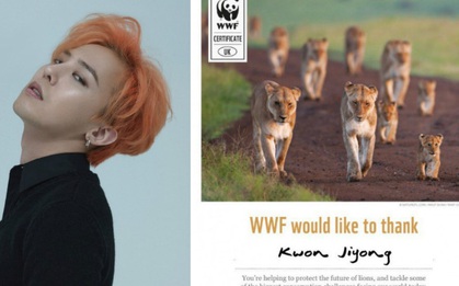 Fan của G-Dragon "chơi lớn" nhận nuôi hẳn một chú sư tử nhân dịp sinh nhật của thần tượng!