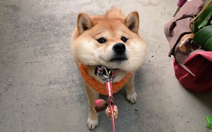 Nàng cún Shiba lầy lội: đã ra đường là không bao giờ chịu về nhà