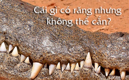 Chùm câu đố khiến bạn "rối não" mà chưa chắc đã trả lời được câu nào