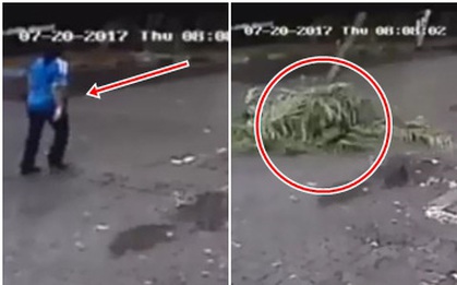 Đang đi đường, nữ MC nổi tiếng chết tức tưởi vì bị cây dừa "từ trên trời rơi xuống" đổ ập vào người