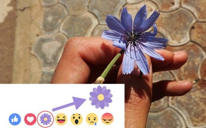"Thả hoa" nhiều trên Facebook như thế, nhưng liệu bạn có biết ý nghĩa bông hoa màu tím này không?