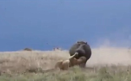 Chúa tể rừng xanh dũng mãnh chạy tóe khói vì bị hà mã chậm chạp đuổi đánh