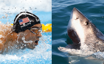 Kình ngư Michael Phelps bơi thi với cá mập trắng