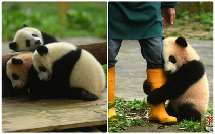 Lần đầu "giao lưu với người hâm mộ", gấu trúc con bẽn lẽn ôm chân người chăm thú không rời