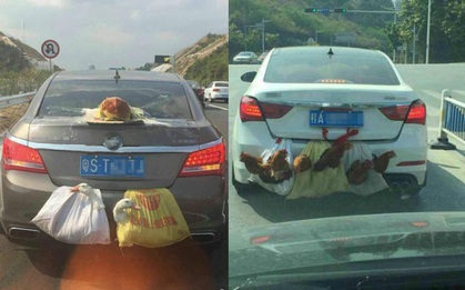 Cảnh tượng có một không hai ngày Tết: Hai con vịt và 1 con gà theo chủ từ quê lên thành phố