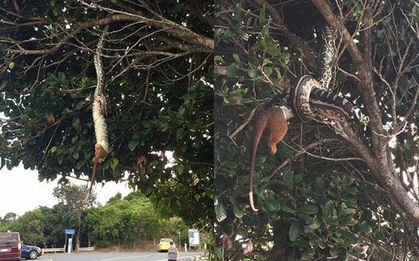 Hú hồn khi đi ngang qua con trăn đang vắt vẻo trên cây, nuốt chửng một con thú có túi