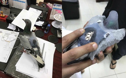 Bắt được con chim bồ câu đang đem 178 viên ma túy đi bán