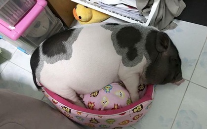 Anh chàng mua lợn cảnh mini bị lừa thành lợn khổng lồ