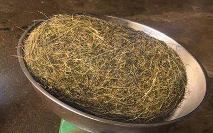 Phát hiện vật nghi là cát lợn nặng gần 1,8kg