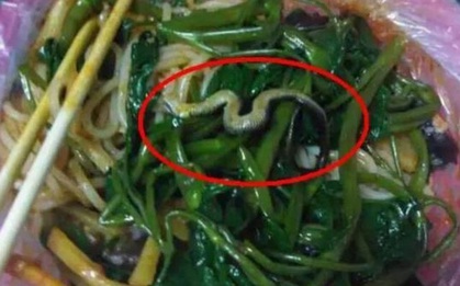 Đi ăn mỳ, cô gái được phen hú hồn khi thấy con rắn đang nổi lềnh phềnh trong bát