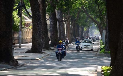 Thêm 258 cây xanh trên đường Tôn Đức Thắng sẽ bi dời, đốn hạ