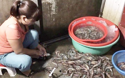 Hà Nội: Bắt quả tang cơ sở dùng kim tiêm bơm tạp chất vào tôm