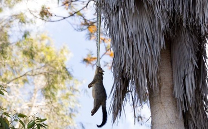 Thấy con chồn bị treo lủng lẳng trên cây, người đàn ông ngước lên xem mới tá hỏa nhận ra cảnh tượng kinh hoàng