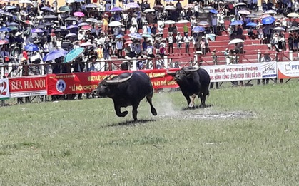 Khán giả, bảo vệ la hét, bỏ chạy tán loạn ở hội chọi trâu Đồ Sơn