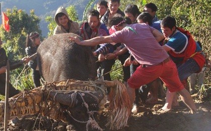 Chính quyền Quảng Nam nói "khó cấm" tục đâm trâu