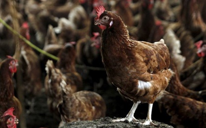 H5N1 bùng phát ở Nam Định, 70 người bị giám sát chặt chẽ