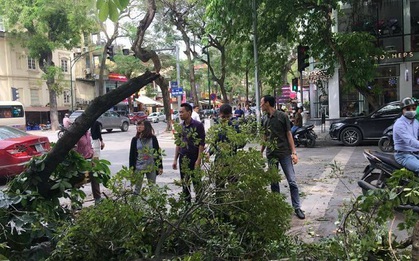 Cây xanh gãy đổ ở Hà Nội, hàng chục người chờ đèn đỏ thoát nạn