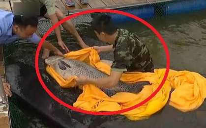 Cá trắm cỏ nặng hơn 50kg mắc lưới, người đánh bắt kinh ngạc!