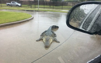 Mỹ: Cá sấu đi tránh bão Harvey