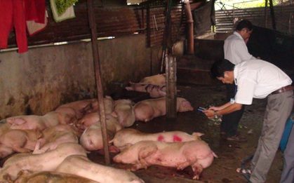 (SỐC) Phát hiện cơ sở giết mổ heo lở mồm, long móng với số lượng lớn