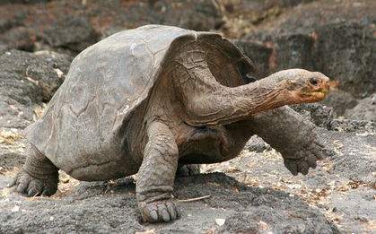 Bị vợ hỏi khó: một chú rùa bỏ cả đời đi vòng quanh Trái Đất được không?