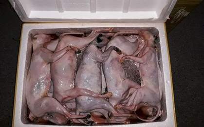 Hơn 1 tấn mèo, gà đông lạnh "quá đát" bị bắt giữ khi đang "tuồn" về Thái Bình
