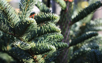 Nhiều người vô tư trồng cây thông Noel trong nhà mà không biết đến hậu quả có thể tiềm ẩn này