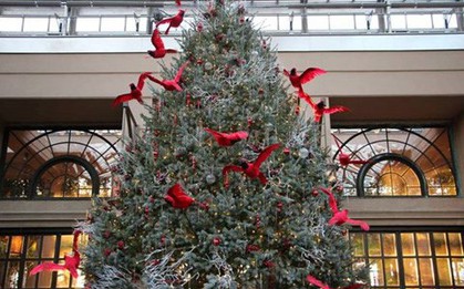 Cây thông Noel thật cao 5 mét được cho "ngủ đông" đưa về Việt Nam