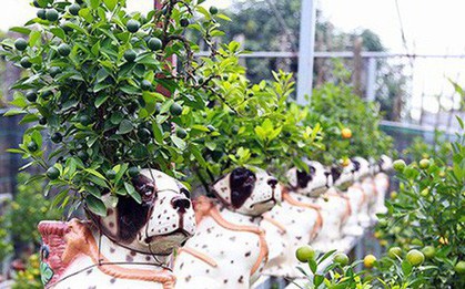 Ảnh: Độc đáo quất bonsai trồng trên lưng những chú chó đốm