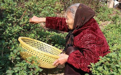 Hà Nội: Cả đời tích cóp được hơn 200 triệu đồng, cụ bà 88 tuổi mang đi đóng hụi, khi đòi nợ, chủ hụi chỉ móc trả 239.000 đồng
