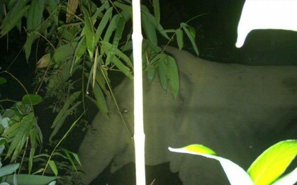 Người dân xôn xao khi liên tiếp phát hiện voi rừng tại Hà Tĩnh