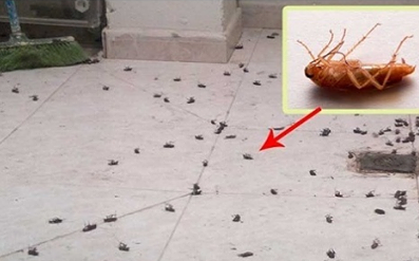 Tuyệt chiêu diệt gián chết hàng loạt không biết thì chỉ có phí