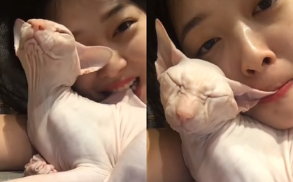 Loại mèo trụi lông của Sulli có gì đặc biệt mà sở hữu mức giá cao nhất thế giới?