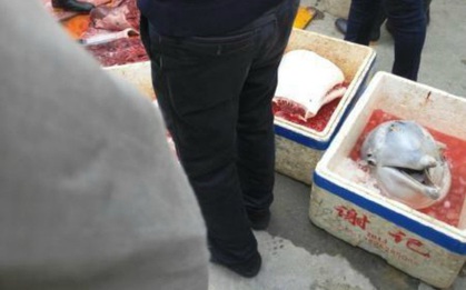 Ba người đàn ông đối mặt với cáo buộc hình sự sau khi giết mổ cá heo con quý hiếm trên đường phố