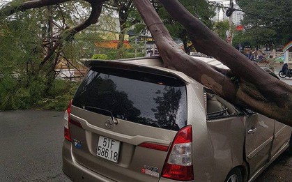 TP.HCM: Xế hộp bị cây xanh đè bẹp dúm trên đường phố, tài xế vội đạp cửa thoát ra ngoài