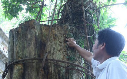 Kỳ án gỗ sưa Chương Mỹ: Đại gia chi 20,5 tỷ đồng mua gỗ điêu đứng, phải bán nhà, bán đất