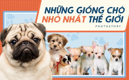 Điểm danh những giống chó "bé hạt tiêu" nhất thế giới