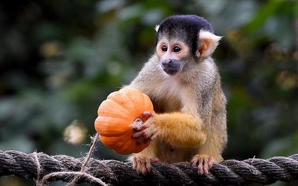Ảnh: Bữa tiệc Halloween sớm tại sở thú London (Anh)
