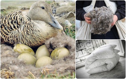 Chiếc chăn đắt nhất thế giới: mềm, nhẹ như không khí và có giá 350 triệu/chiếc