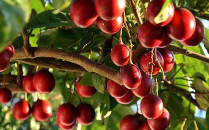 Thực hư về loại cà chua có giá cả triệu đồng/kg?