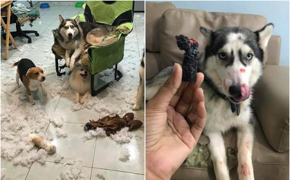 Điều gì tệ hơn nuôi 1 con boss phá phách? Đó là nuôi 1 bầy 4 con!