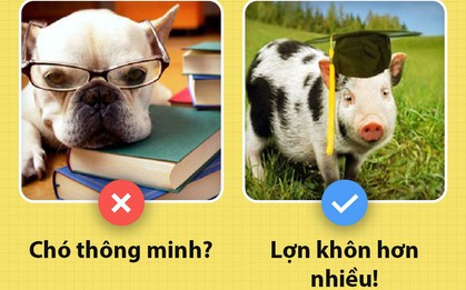 Xin chào! Tôi là một con lợn và các ông chưa biết tôi có thể hay ho đến thế nào đâu